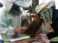 Пчелы и здоровье
